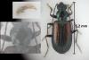 Bembidion conforme